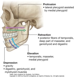 jaw movements